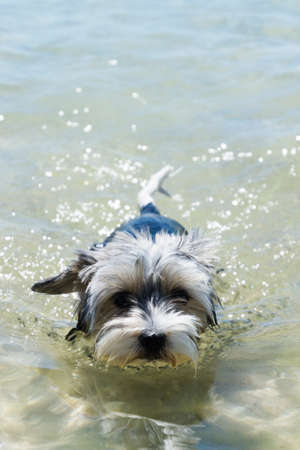 Biewer York Terrier puppy dog swims in a crystal clear seaの写真素材