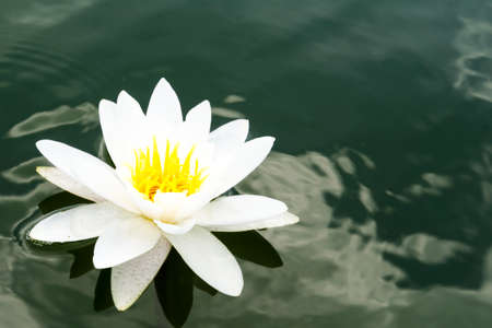 Close-up of White lilly on lake with green leavesの写真素材