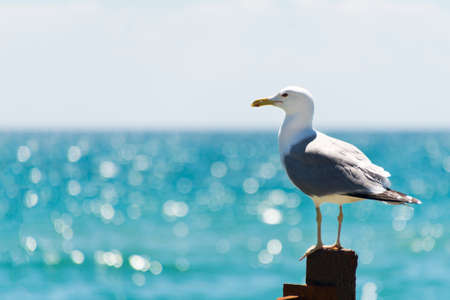 The seagull sits on a white fence. Wings of a birdの写真素材