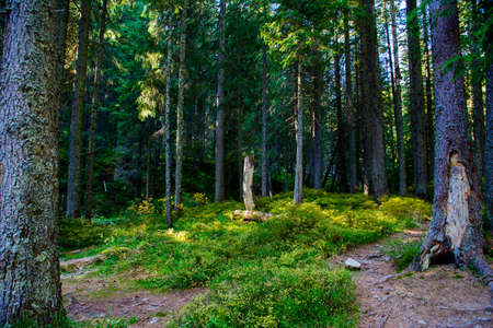 Dark pine forest on the slopes of the mountain. Carpathians, Ukraine, Europe. Beauty world.の写真素材