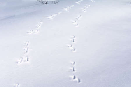 Hare foot tracks in snow forest. winter background