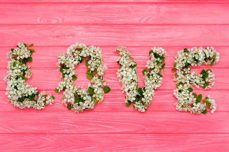 Wprd Love made of cherry blossom flowers on pink background with white feather. Design elements for Valentine's day.の写真素材