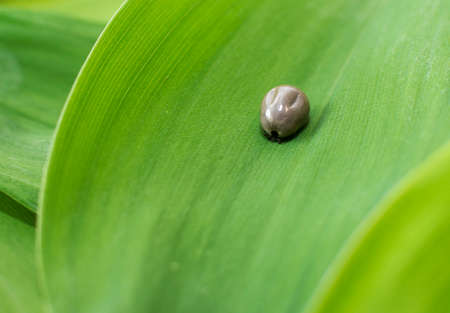 Close-up of big tick on green leaf.
