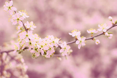 Blossoming branch cherry. Bright colorful spring flowers.