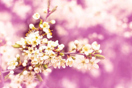 Blossoming branch cherry. Bright colorful spring flowers.