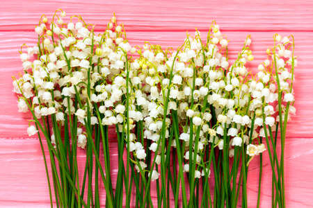 spring background, fresh flower on pink background.