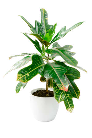 Green plant Codiaeum in white ceramic pot on white background, isolatedの写真素材