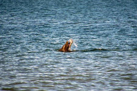 bottlenose dolphin eating jellyfish in the oceanの写真素材