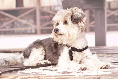 Little biewer yorkshire york dog in beach park. Outdoor walk of little dog.Mini-dog lay on sand.の写真素材