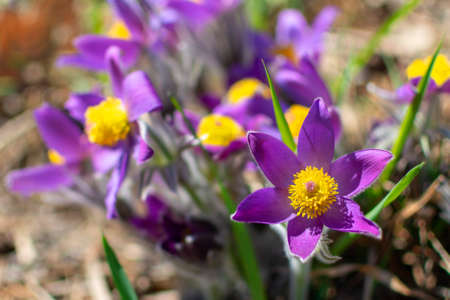 lot of purple Anemons flowers in spring