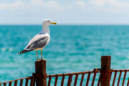 The seagull sits on a iron fence. Wings of a bird. Sea bird.の写真素材