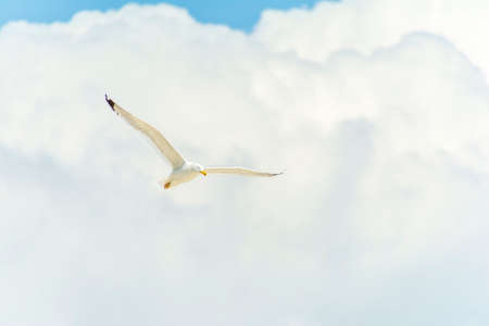 White Seagull flying in the blue sky with clouds