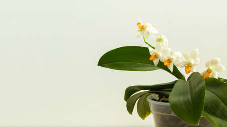 Orchid phalaenopsis hybrid Mini Mark Maria Teresaの写真素材
