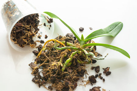 Transplant orchids. Healthy plant roots. plant is ready for transplant. home gardeningの写真素材
