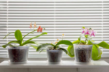 beautiful blooming multicolored orchids on the window-sillの写真素材