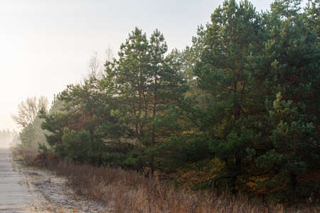 Foggy morning on concrete road winding through colorful autumn forest.の写真素材