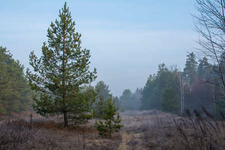 Pine tree in foggy forest in autumnの写真素材