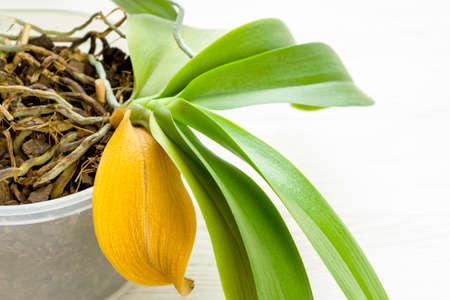 Orchid plant with naturaly yellow dry leaf. Home gardeningの写真素材