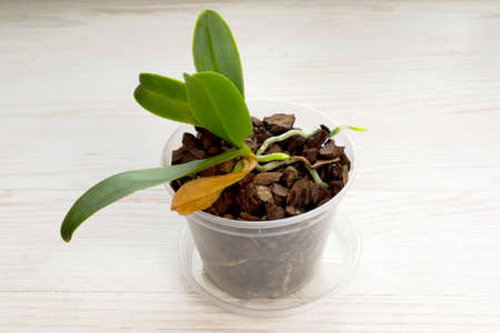 Orchid plant with naturaly yellow dry leaf. Home gardeningの写真素材