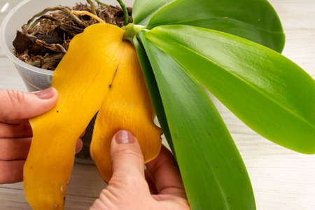 Gardener correctly remove of the yellow leaf from the orchid plant. Selected focusの写真素材