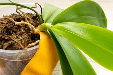 Gardener correctly remove of the yellow leaf from the orchid plant. Selected focusの写真素材