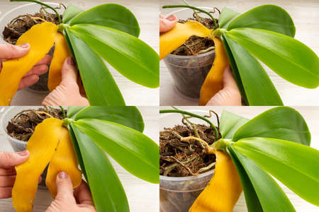 Gardener correctly remove of the yellow leaf from the orchid plantの写真素材