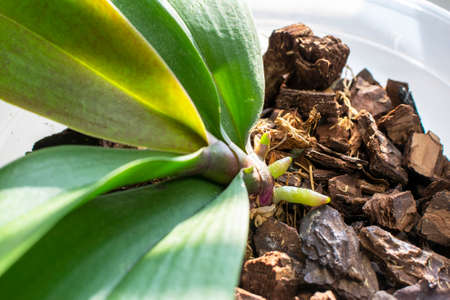 Young two roots and one sprout of Phalaenopsis orchid close-up against background of green mass of leaves and pine barkの写真素材