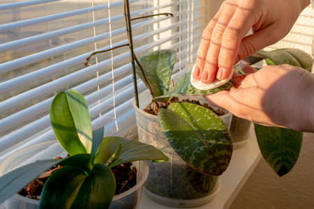 Woman hands cleaning the orchid leaves with a cotton pad. Selective focusの写真素材
