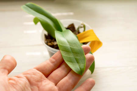 Unhealthy orchid with sun burn on the leaf through the blinds, yellowed leaves. wrong care. Selected focusの写真素材