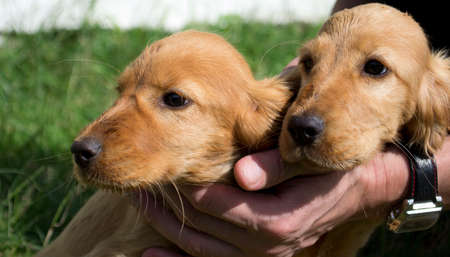 Small and cute red Cocker Spaniel puppy sitting in humen palms, morning sun.の写真素材