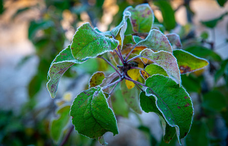 Close up of frozen tree branch with leaves covered with ice.の写真素材