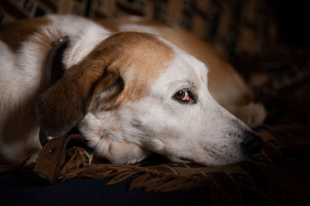 Dog lying down and looking into camera before going to sleep. Selective focus with blurred background.の写真素材