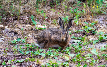 Hare in the wild habitat on forest background.の写真素材