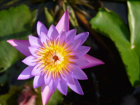 the lilac lily grows on green marsh leavesの写真素材