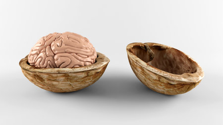 Brain in nuts on gray backgroundの写真素材