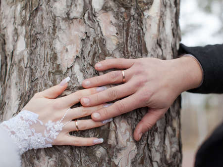 Wedding hands  Hands of newly wedded on background of  trunk of pine 