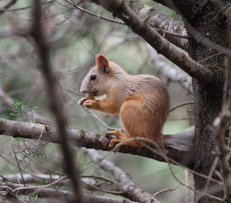 Squirrel  Squirrel eats on tree in the park 