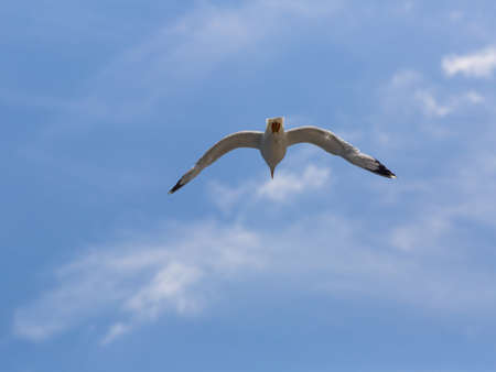 Bird In Flight  Sea bird seagull  Larus Argentatus  
