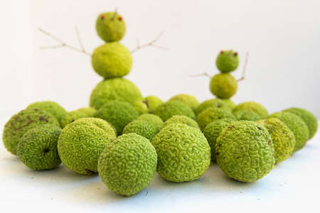 Subtropical snowmen. Fruits of maclura pomifera stacked on each other, that resembles a snowman
