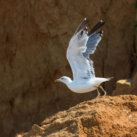Seagull about to fly. Seagull Larus Argentatus species on seashoreの写真素材