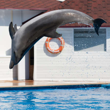 Dolphin Afalina (Tursiops truncatus ponticus). Bottlenose dolphin jumping in sea poolの写真素材