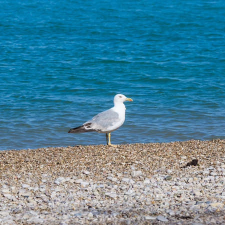 Seabird on pebble beach. Young European herring gull (Larus argentatus) in their natural habitat (Black Sea Area)の写真素材