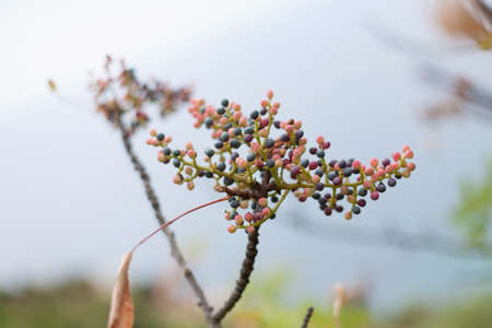 Desktop wallpaper with a branch of wild pistachio tree. Branch of Persian turpentine tree or Mt....
