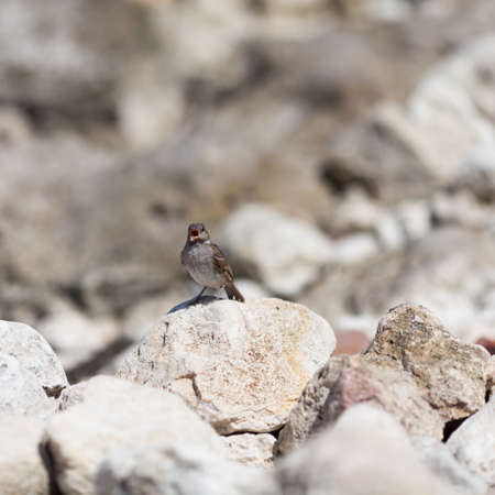 Gray small bird sings among gray stones. Young urban sparrow chirps among large coastal pebbleの写真素材