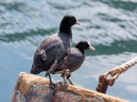 Seabirds. Two waterfowl against the sea. Two coots (fulica atra) resting on a sea buoy on a sunny dayの写真素材