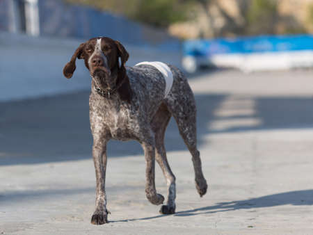 Pedigree domestic animal. Pointer dog on open air