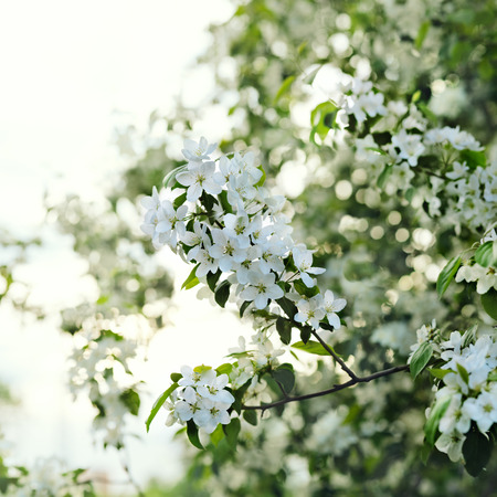 Apple blossom close-up. Shallow depth of field.の写真素材