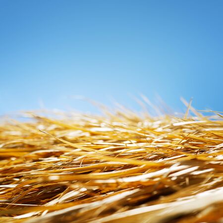 Dry grass and blue sky