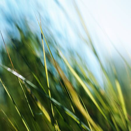 green grass background with selective focusの写真素材