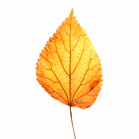 Fall leaf isolated on white backgroundの写真素材